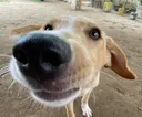 Sniff
