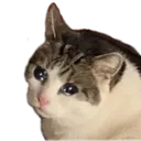 sadcat Discord Emoji