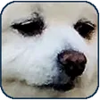 chenzFBM