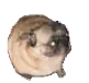 dancepug