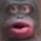 DV_monke