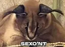 Sexont