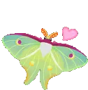 moth