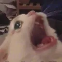 scream