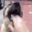dog dog