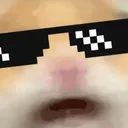 coolHamster