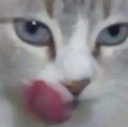 cattolicks Discord emoji