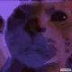 catstare2