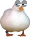 sus_duck