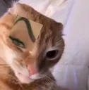 whatchusaidcat