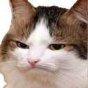 catstare