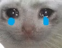 catcry catcry