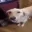 butter_dog