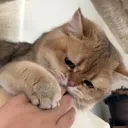 bitecatto Discord Emoji