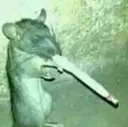 packrat
