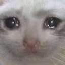 cryingcat
