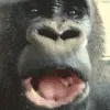 monke_consume monke_consume