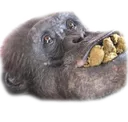 monke_eatpoop