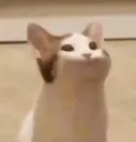 BopCat