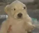 quepedo