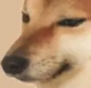 innocent_doge