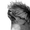 kanekidog
