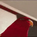AngyParrot