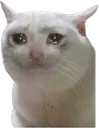 sadkot