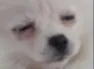 puga