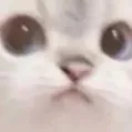 c_CatStareee