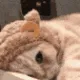 catsleepy_catgirls catsleepy_catgirls