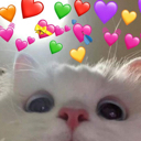 catLove