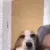 smugdog