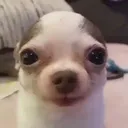 c_dogstare c_dogstare