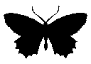 butterflyblack
