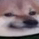 swegstare Discord emoji