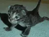 catgym
