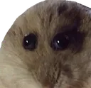 Hampter