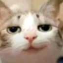 smugcat Discord emoji