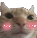 Blushkitty