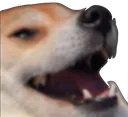 nice_dogkek