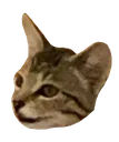 snez snez