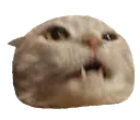 supersnez supersnez