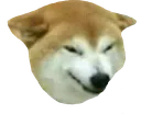 doggiesnez2