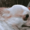 866410187896127528.gif?size=96&quality=l