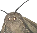 moth Discord emoji