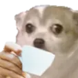 SD_perro_sip SD_perro_sip