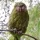 kakapo