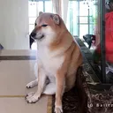 mxnuss_doge Discord Emoji