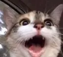 ghappycatto